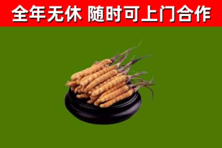 蚌山区回收冬虫夏草