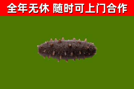 蚌山区回收海参干